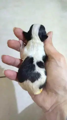 Chihuahua super tiny