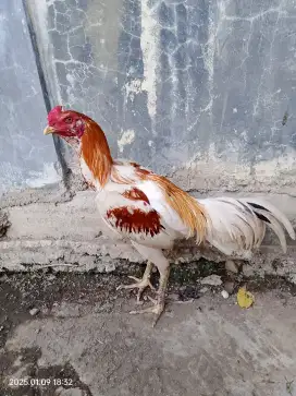 Ayam jantan usia 7+ bulan