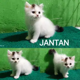 Kitten kucing JANTAN  persilangan Peaknose dan Persia Medium