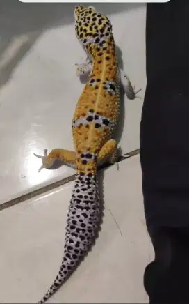 Gecko jantan empat2 nya