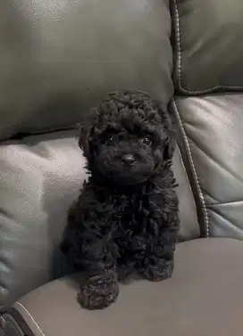 Toy poodle black