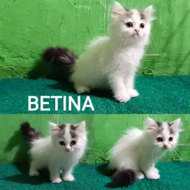 Kitten Kucing BETINA persilangan Peaknose longhair dan Persia Medium