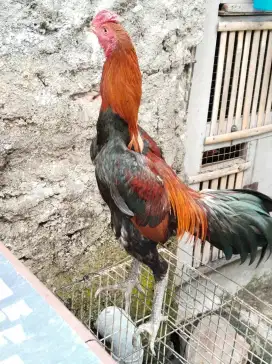 Ayam Bangkok muda