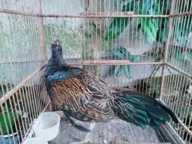 Ayam Hutan Hijau