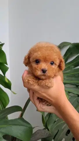 Tiny Poodle Stambum