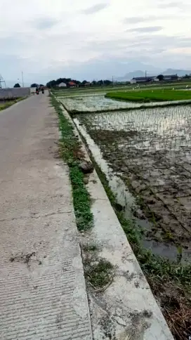 Sawah 3, untuk investasi dan bertani