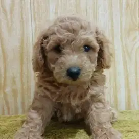 Jual poodle stb HARGA NEGO