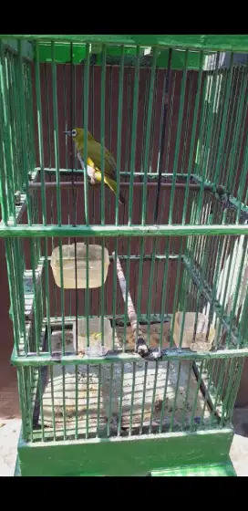 BURUNG DADA PUTIH AURI