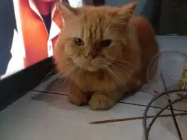 kucing kesayangan