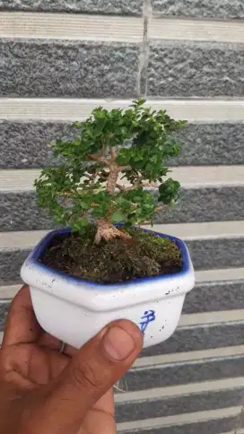 Bonsai sancang mame/mini