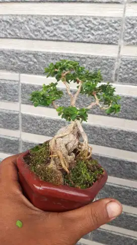 Bonsai sancang mame/mini