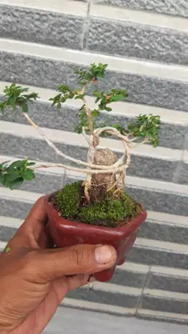 Bonsai sancang mame/mini