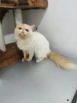 Kucing peaknose jantan lengkap vaksin