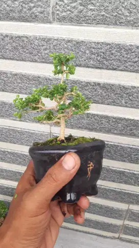 Bonsai sancang mame/mini