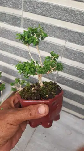 Bonsai sancang meme