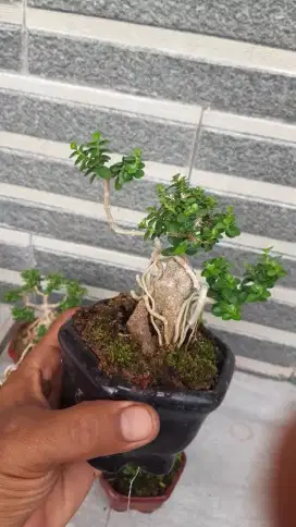 Bonsai sancang mame