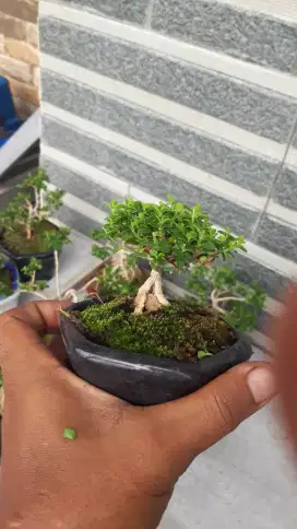 Bonsai sancang  mame