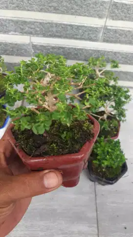 Bonsai sancang mame