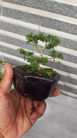 Bonsai sancang mame