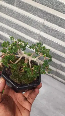 Bonsai sancang /mame