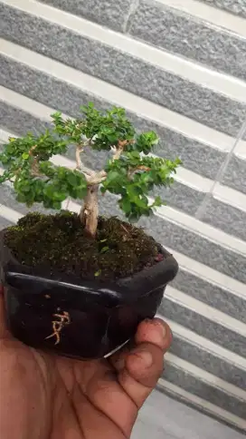 Bonsai sancang mame