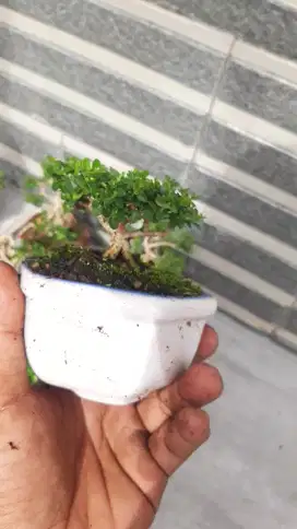 Bonsai sancang mame/mini