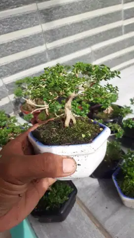 Bonsai sancang mame/mini