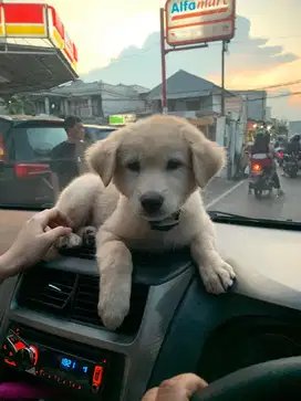 anjing golden retriver mix labrador