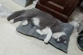 Kucing Jantan Persdom seperti BSH (cocok untuk bibit)