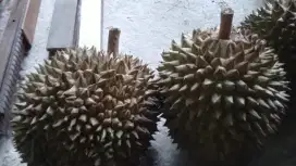 Durian runtuhan