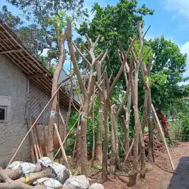 Pohon trembesi diameter batang 10-20cm tinggi 4-5 meter