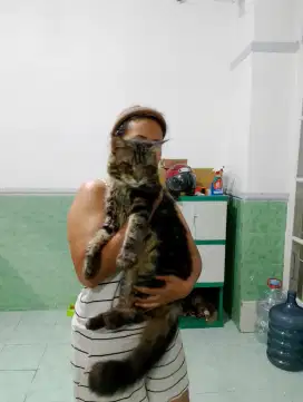 Kucing peliharaan