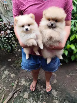 Pomeranian 2bln vaksin komplit