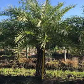 Pohon palem kenari silvertris tinggi 1 meter batang keras