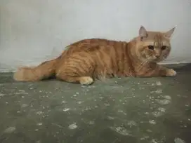 munchkin pejantan 2 tahun