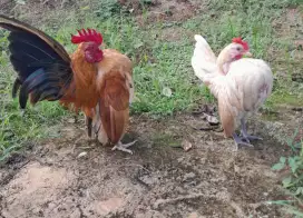 Ayam serama sepasang