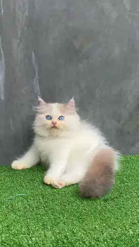 Kucing ragdol jantan