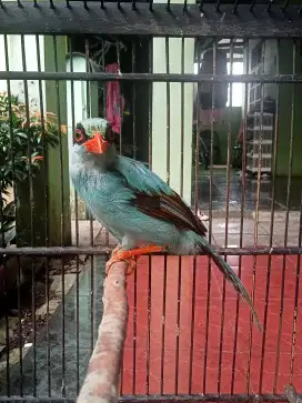 Burung Jovin Rajin Bunyi Sama Kandang