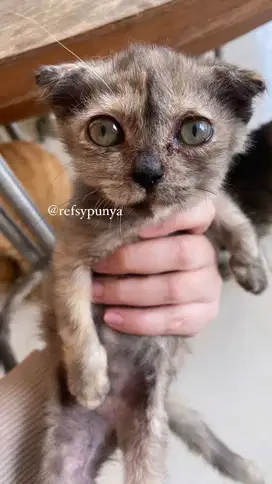 Kucing Scottish Triple Fold