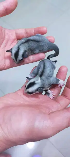 Sugar glider clasic grey