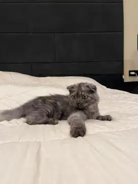 Kucing Scottish Fold FEMALE SF BSH