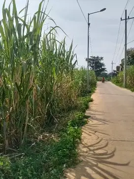 TANAH KEBUN DEKAT TEMPAT WISATA