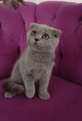 Kitten Scottish Fold Betina BSH Britishshorthair