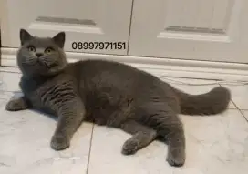 British Shorthair Blue