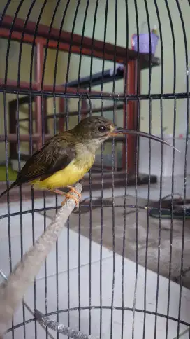 Burung pijantung pisang muda