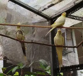 3 ekor Falk khusus utk kandang Aviary/kendang besar