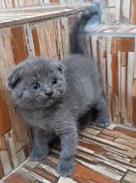 Kitten scottish fold