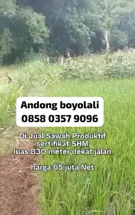 Dijual sawah produktif Andong Boyolali