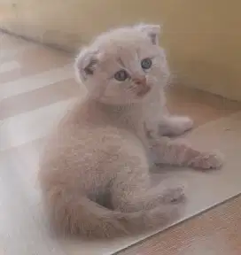 Kitten scottish fold