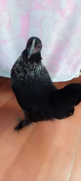 AYAM BRAHMA /BANTAM CHOCIN 4 BLN / ANAKAN AYAM